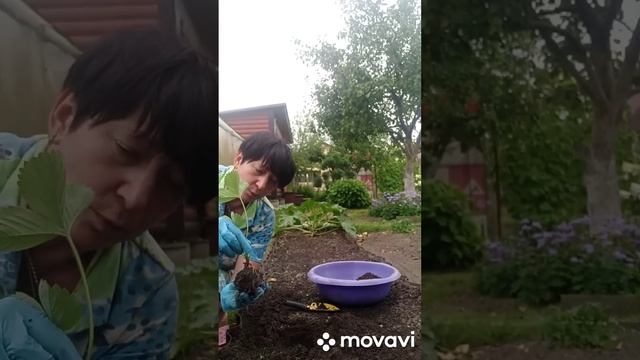 Сажайте клубнику на шарик ?... растёт как бешеная и урожай шикарный.... смотреть онлайн