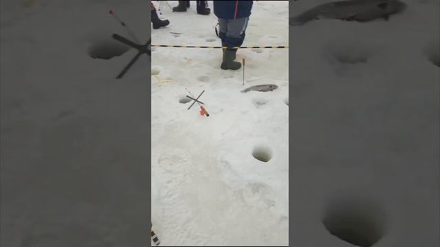 РК «Чайка».Видео обзор с водоема. смотреть онлайн