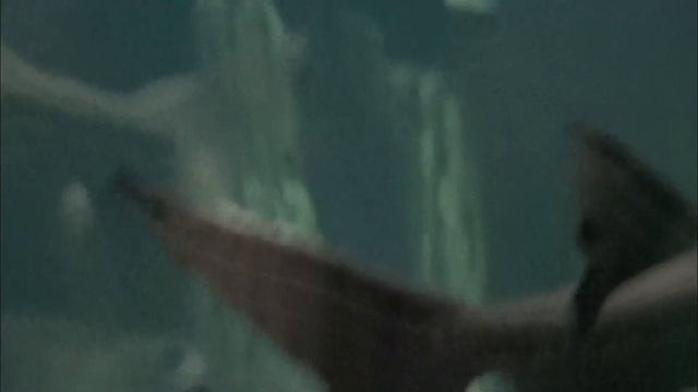 Океанариум,Акулы,Огромный Карп,Белуга,Осетр и многое другое часть 1 смотреть онлайн