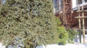 МАРТ- САД ПОСЛЕ ЗИМЫ 2022-часть 1-я