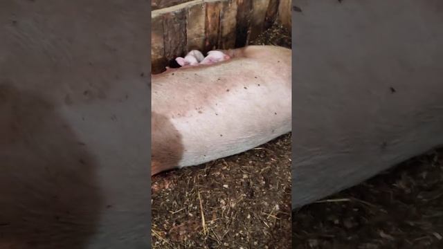 Загадка мировой мистики