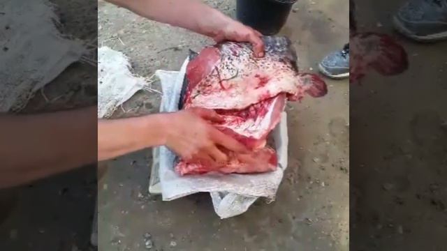 Baliqdan shashlik tayorlash #Подписаться Qilishni Unutmang 😆😆☝️😉😉👍🤘 смотреть онлайн