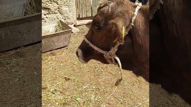 Состояния коровы после кесарево сечения.Уйдун кесареводон кийинки абалы. смотреть онлайн