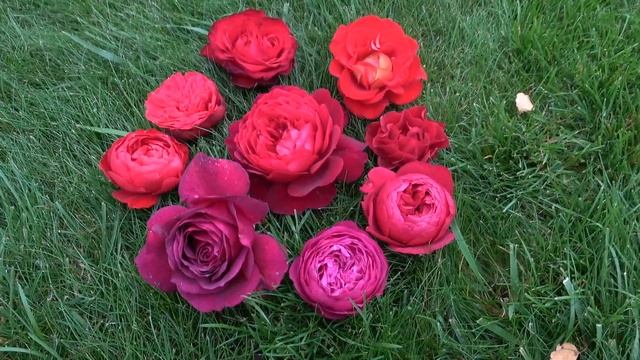 9 оттенков красного в моем саду. Флорентина (Florentina, Kordes 2002) и компания. 17.09.2021 смотреть онлайн