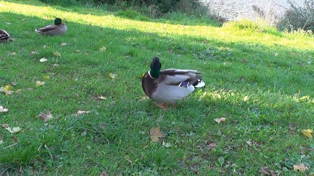 WILDE ENTE / КРАСИВЫЕ, ИЗЯЩНЫЕ ДИКИЕ СЕЛЕЗНИ И УТОЧКИ смотреть онлайн