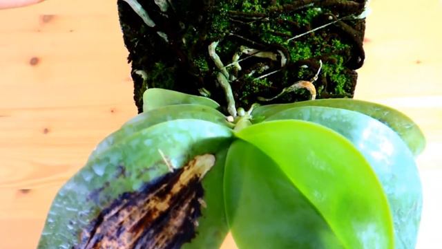 ❸Update on mounted Phalaenopsis orchid - (2018/05) смотреть онлайн