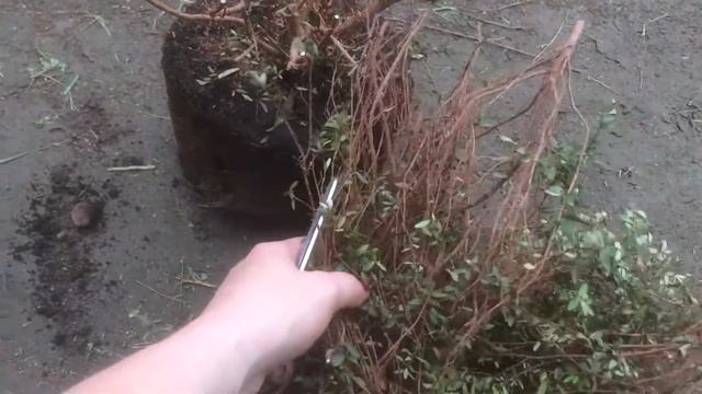 МИРТ. История одного спасения :))) смотреть онлайн