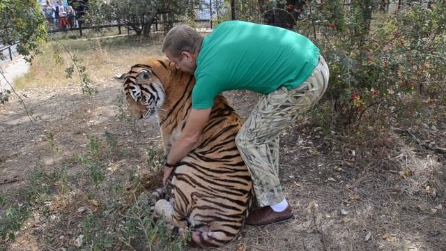 ЭКСТРЕННЫЙ ВЫПУСК !!! Родила амурская тигрица МЫ В ВОЛЬЕРЕ !Amur tigress gave birth ! смотреть онлайн
