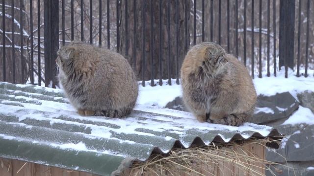 Котята манулов играют. 09.12.2022 смотреть онлайн