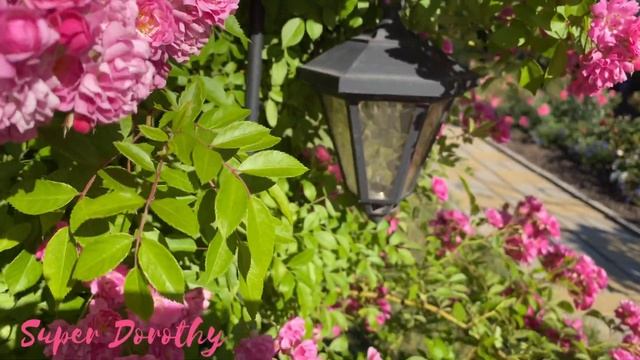 Проверенные сорта плетистых роз для Урала! смотреть онлайн