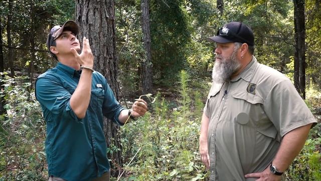 Common Plants: Bidens Alba (Spanish Needles) смотреть онлайн