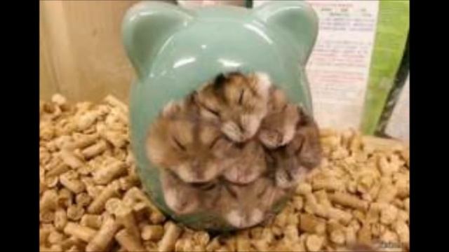 смешные крысы и хомяки смотреть онлайн