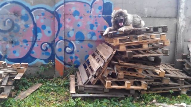 Топуш, Кавказская овчарка. Его папа из Питомника "Душа России" Яхонт, Нижний Новгород. смотреть онлайн