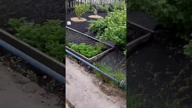 высадка бархатцев и других цветов в клумбу смотреть онлайн