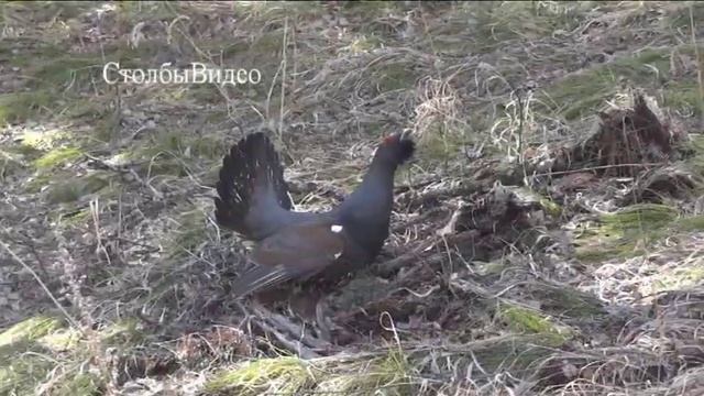 Токующий глухарь на "Красноярских Столбах" смотреть онлайн