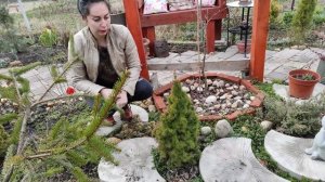 ЕЛЬ эгельмана буш лейс (Bush's Lace), СНЕЙК (Snake)  | ель пуш ЕЛЬ ВИРГАТА , ЕЛЬ ГЛАУКА ГЛОБОЗА