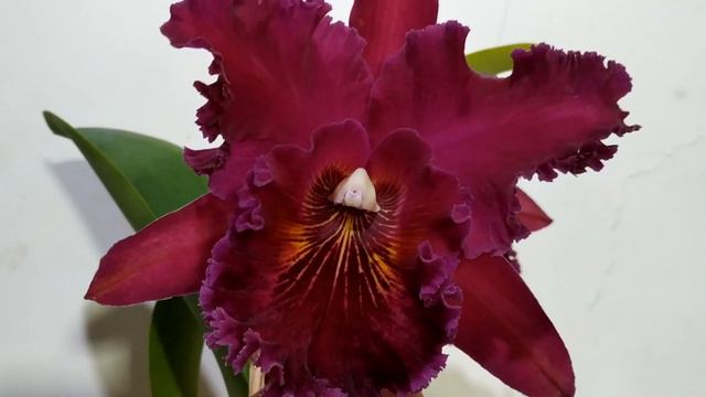 Blc. Chia Lin New City, Rlc Thong Suphan Pure Yellow смотреть онлайн