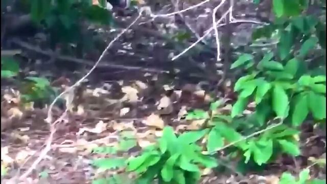बाघ के भयानक हमले को देखकर हृदय कांप उठेगा - Some Tiger attack is so dangerous Funny Tigers #viral смотреть онлайн
