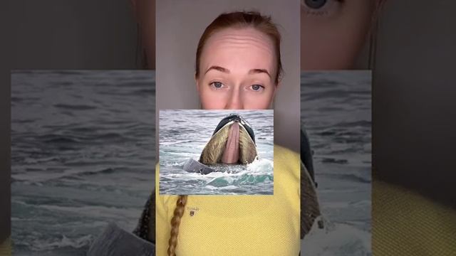 Китовый ус. Что это, где растёт и для чего нужен