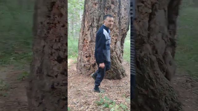 Самое старое дерево Башкирии!!!! смотреть онлайн