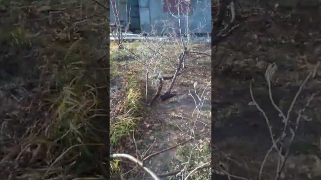 Осенние выходные на даче. Чем занимаемся. смотреть онлайн