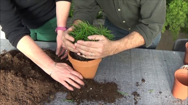 Conseils Jardinage: Senecio Barbertonicus: Entretien Et Arrosage: Plante Verte D'intérieur