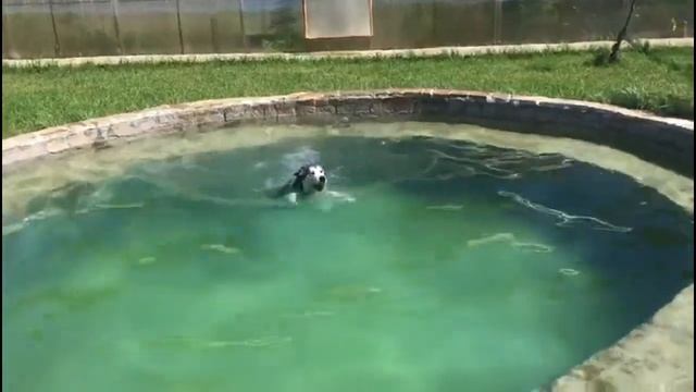 Кто такие Маламуты ? Знакомство с породой Аляскинский Маламут смотреть онлайн