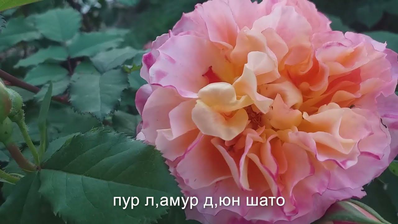 РЕДКИЕ РОЗЫ 18 сортов смотреть онлайн