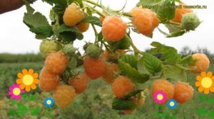 Малина ремонтантная Золотые купола. Краткий обзор, описание rubus idaeus Zolotye kupola