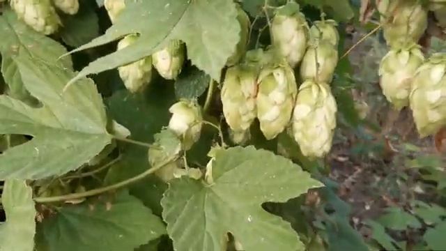 Музыка для сна, релакс смотреть онлайн