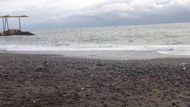 На Море Собака смотреть онлайн
