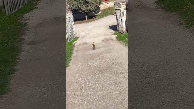 Храбрый заяц из Керченской крепости смотреть онлайн