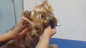 Как стрич когти йорку