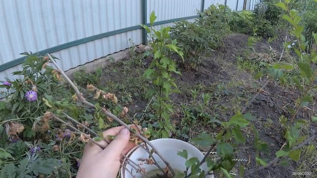 Гибискус, размножение смотреть онлайн