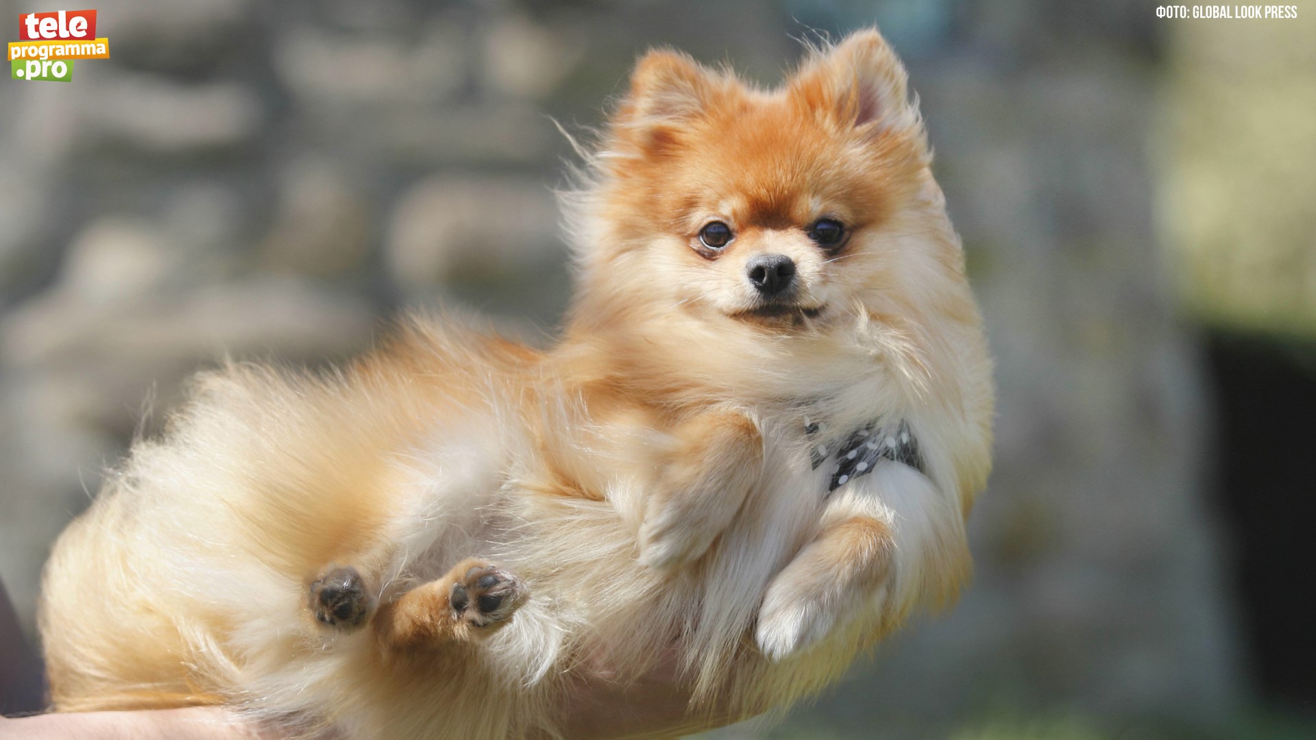 Все любят шпицев смотреть онлайн