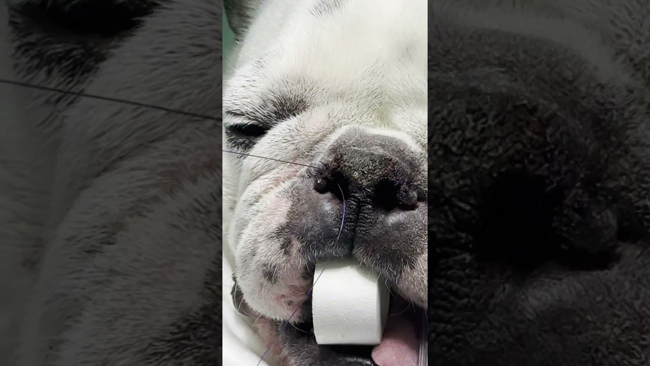 Новообразование века у бульдога Симбы #ветеринария #пластиканёбнойзанавески #ринопластика #животные смотреть онлайн