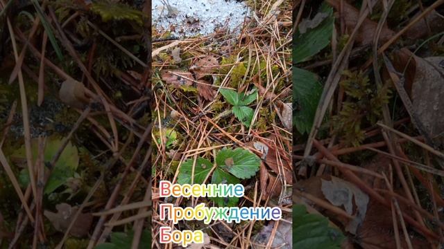 Абаза зелёный город ☘️