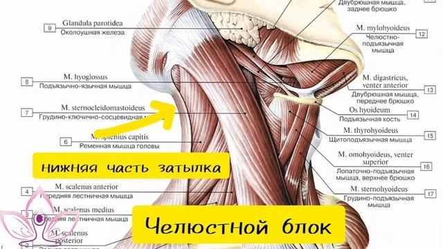 Челюстной блок смотреть онлайн