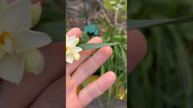 Всё цветёт и пахнет смотреть онлайн