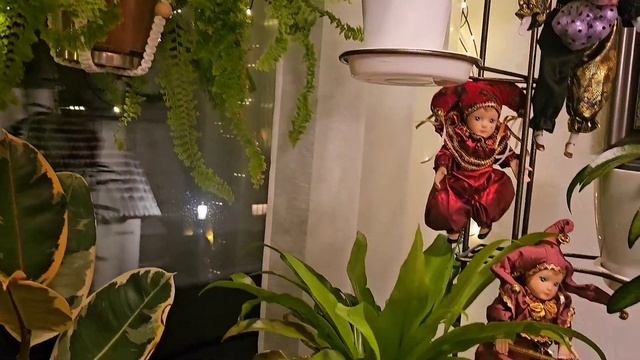 Комнатные растения в последний день осени 2023#цветы #влог #растения # смотреть онлайн