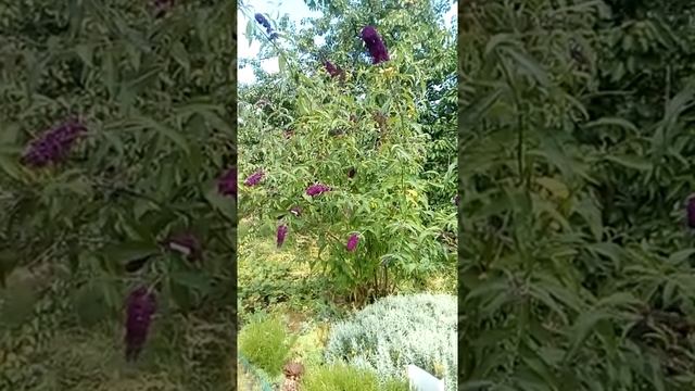 Будлея Давида, цветущий кустарник лета, любимица бабочек!!! смотреть онлайн