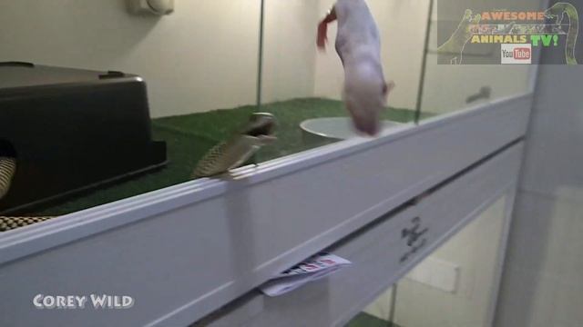 KING BROWN MULGA SNAKE!  Venomous Snakes - Top 10 Snakes!!