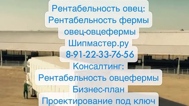 Рентабельность овец | Овцы-бизнес: рентабельность овцефермы фермы овец баранов Бизнес-план овчарни