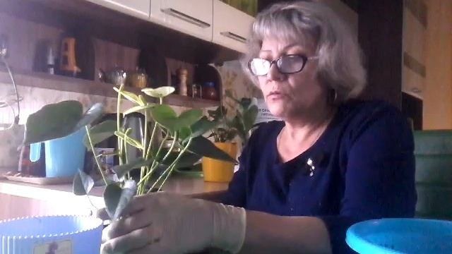 Антуриум "ванилла"- из магазина.Что делать? смотреть онлайн