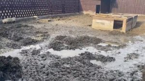 Дикие Кабаны в домашних условиях/ вольер для кабанов