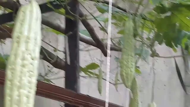 Agathis farm budidaya pare смотреть онлайн