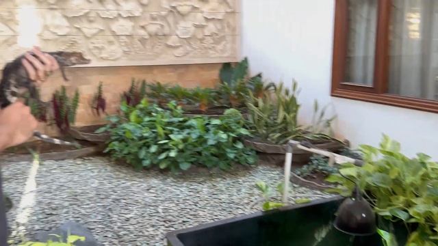 KANDANG BUAYA UDAH NGGA CUKUP | APAKAH BUAYA TERKECIL BISA BESAR ??? смотреть онлайн