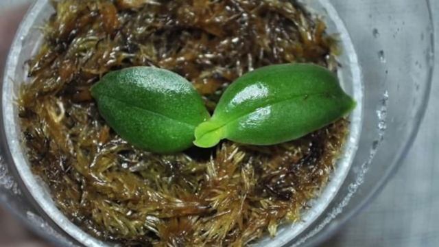 ОРХИДЕЯ ИЗ ФЛАСКИ : КАК ВЫРАЩИВАТЬ МЕРИСТЕМНОЕ РАЗМНОЖЕНИЕ ОРХИДЕЙ смотреть онлайн