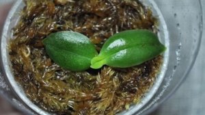 ОРХИДЕЯ ИЗ ФЛАСКИ : КАК ВЫРАЩИВАТЬ  МЕРИСТЕМНОЕ РАЗМНОЖЕНИЕ ОРХИДЕЙ