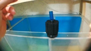 Мальки данио.день 5ый. Уход и правильная подмена воды